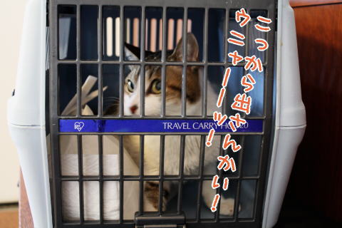 チョビの変形性脊椎症(4):猫キャバ！