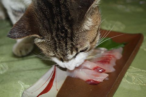 食欲旺盛チョビじぃさま 猫キャバ