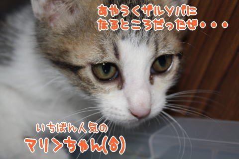子猫の名前決定！