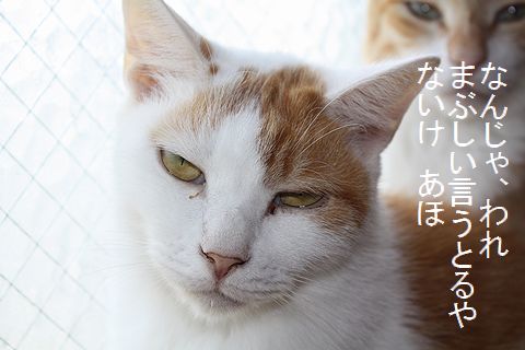 猫数珠