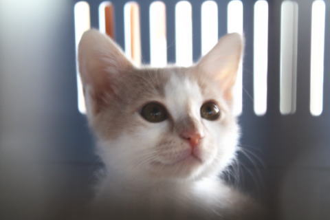 ミカン(♂ 3歳):猫キャバ!