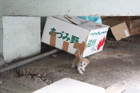 ミケリンに子猫誕生