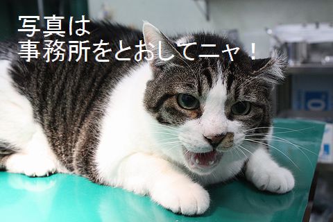 猫キャバ 沖縄で沖縄の猫キャバ嬢と猫ホストから過剰な接待を受けられる かもしれない