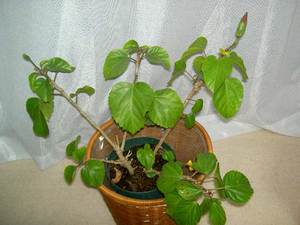 ７日の赤花