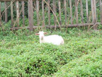 アヤミハビル館