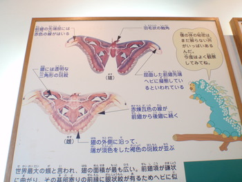 アヤミハビル館