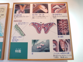 アヤミハビル館