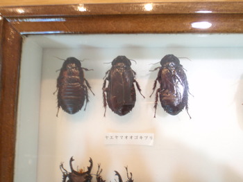 アヤミハビル館