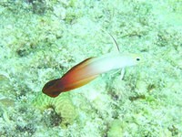 久米島ダイビング　その３