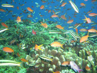 まるで水族館状態