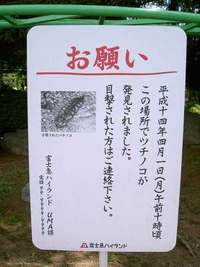 ツチノコ発見？