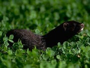 特定外来生物　アメリカミンク 2008/06/12 23:08:00