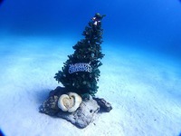 海も陸もクリスマスシーズン 2024/12/10 18:08:47