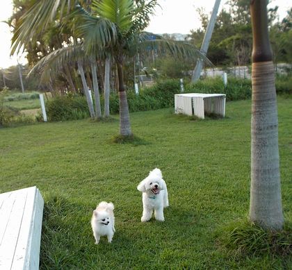 ＋犬走る茶屋＋