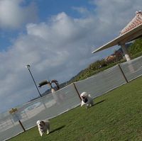 ＋Pet　Date＋ 2014/04/06 17:31:11