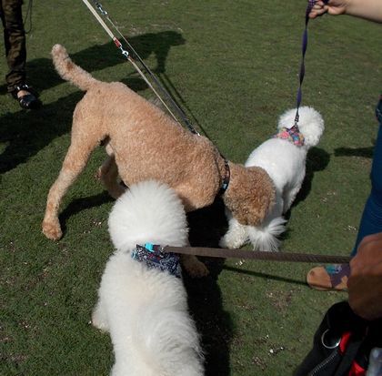 ＋Pet　Date＋