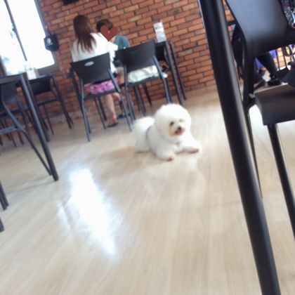 ＋ドッグカフェ　MJ cafe＋