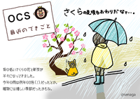 さくらさく、季節です 2016/03/08 17:31:08