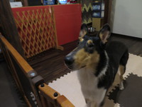 5月1日の記事 2017/05/01 20:42:00