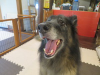 6月2日の記事 2017/06/02 18:48:55