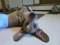 6月12日の記事 2017/06/12 14:08:02