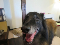 6月21日の記事 2017/06/21 13:58:48
