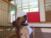 6月9日の記事 2017/06/09 16:06:13