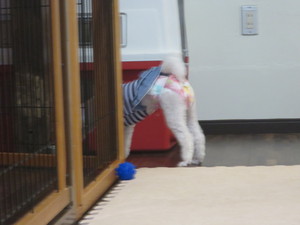 6月13日の記事