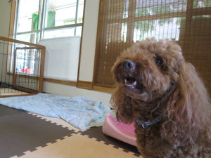 8月25日の記事