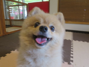 6月4日の記事
