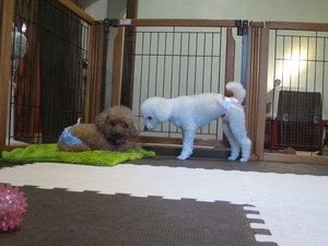 9月14日の記事