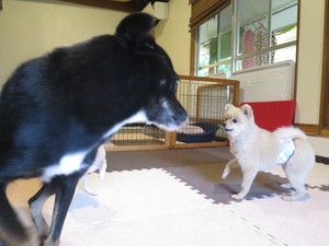 9月8日の記事