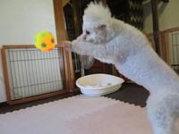8月12日の記事