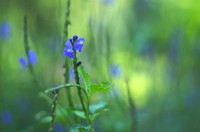 Bokeh