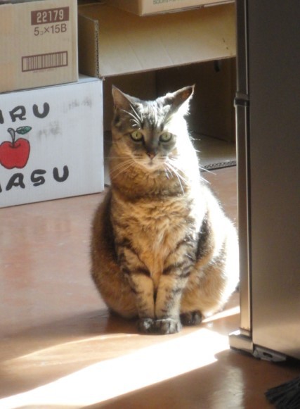 島次郎工房 金曜日のネコ舎 つぐみ 気ままにブログ だるま猫