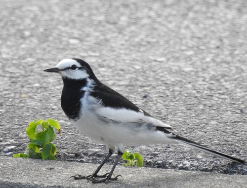 沖縄の 虫の虫くん 水田で野鳥観察