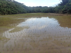 西表島（仕事です！）
