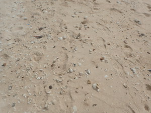 西表島（仕事です！）