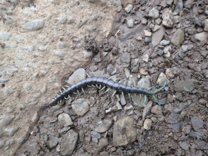 年越しやんばる　リュウジンオオムカデ　で動画部