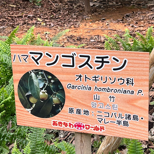 ハママンゴスチンはオトギリソウ科 沖縄ちんすこうblog