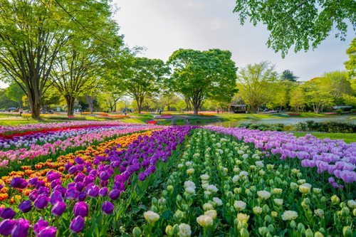 国営昭和記念公園｜東京都