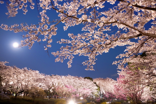 国営昭和記念公園｜東京都