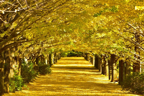 国営昭和記念公園｜東京都