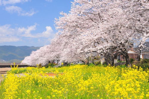 島田川河川公園｜山口県