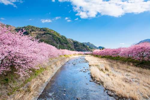 河津町・河津桜まつり｜静岡県