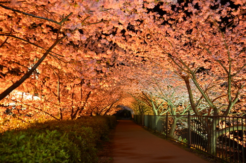 河津町・河津桜まつり｜静岡県