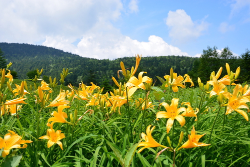 芳ヶ平｜群馬県