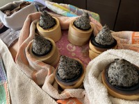 【沖縄リンパマッサージ】【ブーブーカッピング】【沖縄温熱療法】【南風原町】モグサリング灸とは！！ 2021/06/10 12:00:00