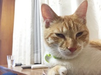 【保護猫】野生児ミトンさんの発情期？！反抗期？！