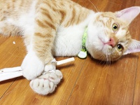 【保護猫】ミトンさんのおもちゃ箱に新入りが登場！遊びまくったあげく…
